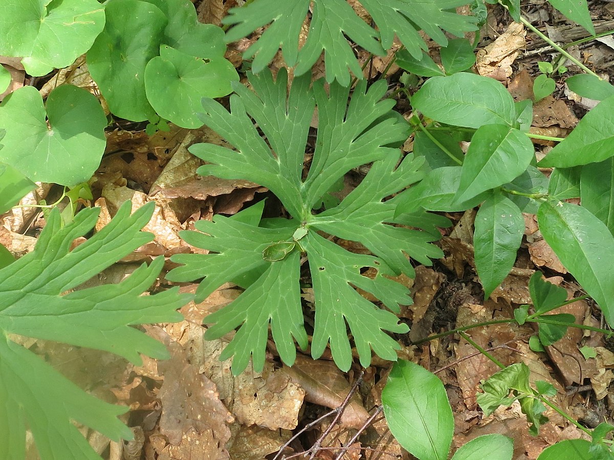 Aconitum kirinense