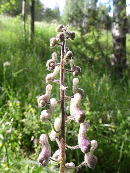 File:Aconitum lycoctonum buds 1 AB.jpg