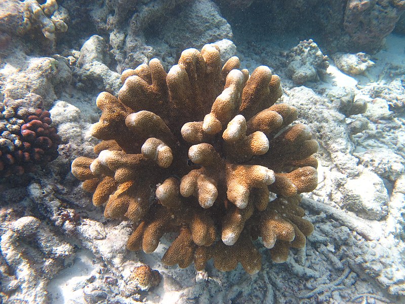 File:Acropora palifera Maldives.jpg