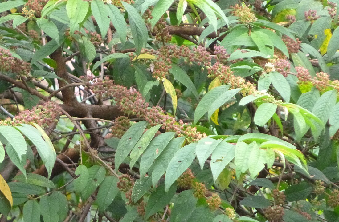 Adenaria floribunda