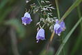 Adenophora (Campanulaceae)