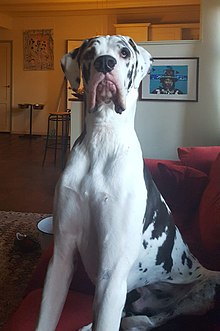 how much does a great dane eat per day