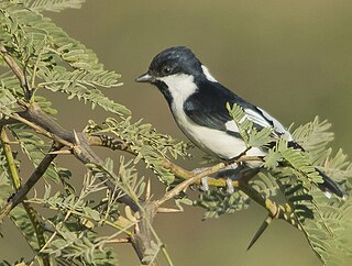 <span class="mw-page-title-main">White-naped tit</span> Species of bird