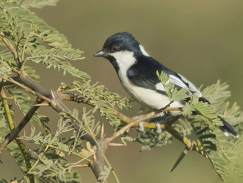 white-naped tit - Wiktionary, the free dictionary