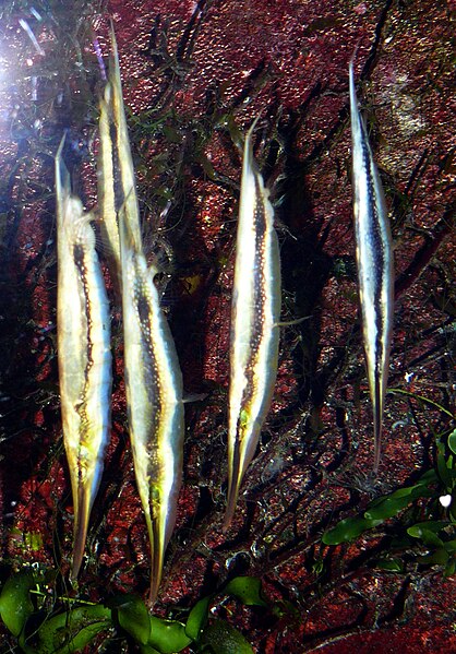 File:Aeoliscus strigatus 5.JPG