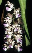 Aerides falcata