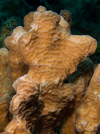 <i>Agaricia agaricites</i> Species of coral