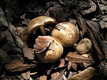 Agaricus semotus natural.jpg