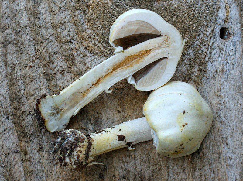 File:Agaricus silvicola section.jpg