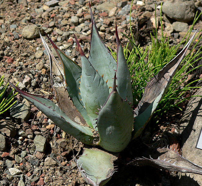 File:Agave sebastiana 1.jpg