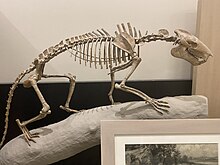 Agriochoerus skeleton at AMNH.jpg