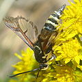 Un innocuo lepidottero con colori e sembianze simili ad una vespa