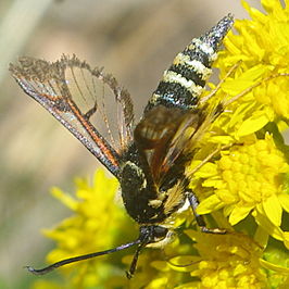 Albuna pyramidalis