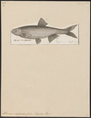 <span class="mw-page-title-main">Danube bleak</span> Species of fish