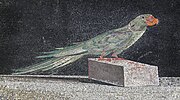 Depiction of a parrot, which were popular pets among the wealthy in ancient Greece and Rome Alexandrine parakeet from Pergamon.jpg