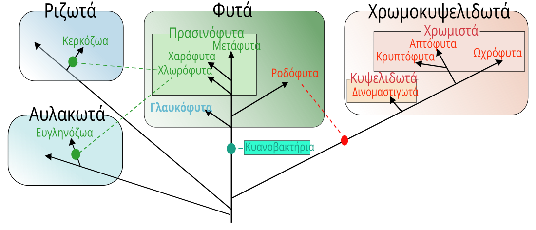 Κατάλογος ομοταξιών φυκών