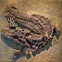 Alligator prenasalis (specimen AMNH 4994) -20120521-RM-224539.jpg