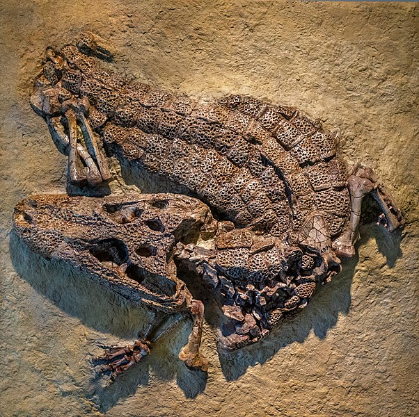 File:Alligator prenasalis (specimen AMNH 4994) -20120521-RM-224539.jpg