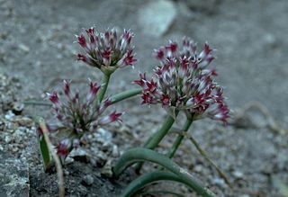 <i>Allium monticola</i> Species of flowering plant