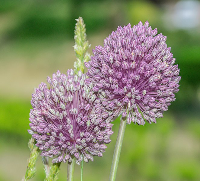 File:Allium polyanthum in Herault 02.jpg