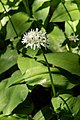 * Nomination Blooming wild garlic (Allium ursinum) --Uoaei1 22:41, 13 May 2016 (UTC) * Promotion  Support Good quality. --XRay 04:28, 14 May 2016 (UTC)