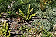 Zu sehen ist eine Trockenmauerbepflanzung am Alpine House im RHS Harlow Carr Garden