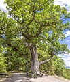 * Nomination: Very old oak in Thuringia --Plozessor 03:07, 7 October 2023 (UTC) * * Review needed