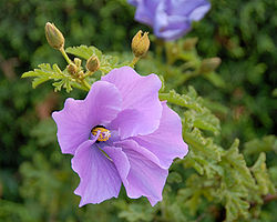 Ørkenhawaiiblomst (A. huegelii)