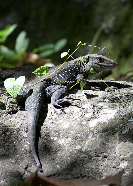 File:Ameiva fuscata near Coulibistrie River-a01.jpg