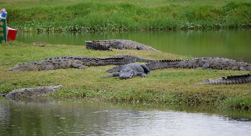 File:American Alligator among American Crocodiles.JPG