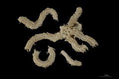 File:Amphiura linearis - OPH-000190 hab-ven.tif (Category:Echinodermata in the Natural History Museum of Denmark)