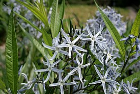 Amsonia tabernaemontana