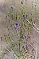 9- Anarrhinum bellidifolium