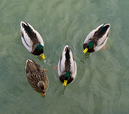 Only one mallard is female, only one mallard is completely brownish and only one mallard is interfering with the male mallard "triangle".
