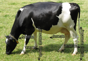 Anatomické směry u končetin zvířat (vysvětleno na příkladu Tura domácího - Bos primigenius f. taurus). Převzato z[2].