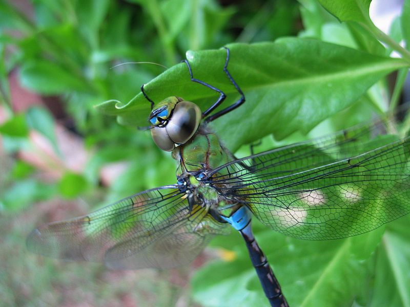 File:Anax junius (4734917804).jpg