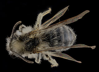 <i>Andrena frigida</i> Species of bee