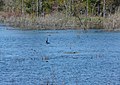 Anhinga seen from the GA-112 bridge