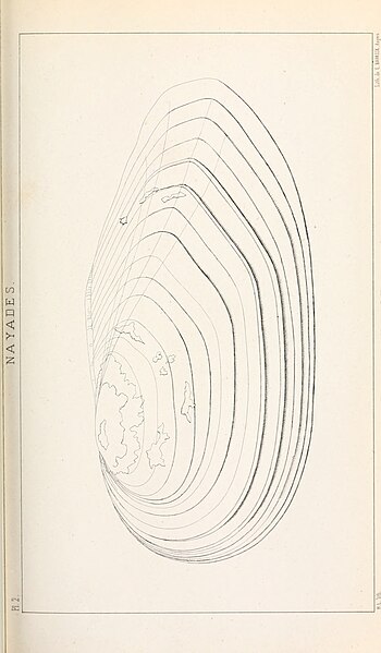 File:Annales de la Société Linneenne de Maine-et-Loire (1858 - 1859) (18015250569).jpg