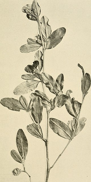 <i>Xerochlamys</i> Genus of flowering plants