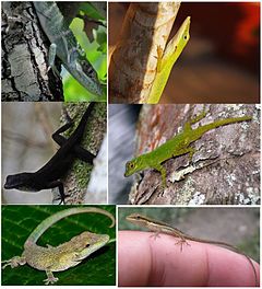 Anolis ecomorphs examples.jpg