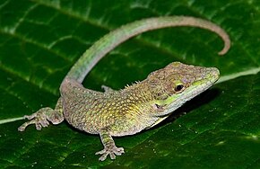 A kép leírása Anolis heterodermus01.jpeg.