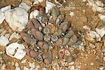 Miniatura para Antigibbaeum fissoides