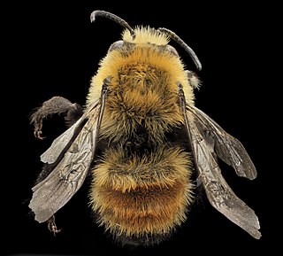 <i>Anthophora bomboides</i> Species of bee
