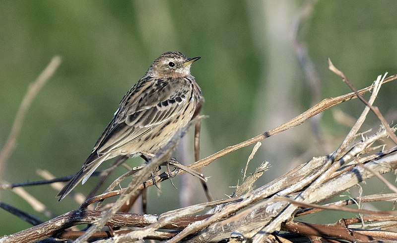 File:Anthus cervinus - Red-throated Pipit, Adana 2021-03-27 03.jpg
