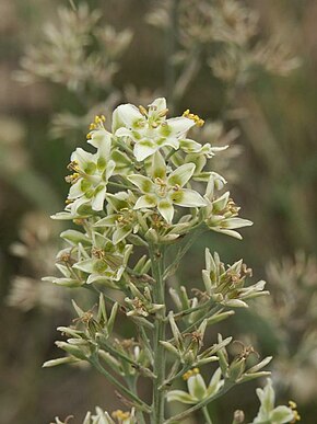 Beskrivelse av Anticlea elegans.jpg-bildet.