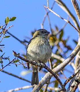 Antillean siskin Species of bird endemic to Hispaniola