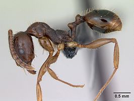 Aphaenogaster subterranea