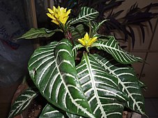 Aphelandra squarrosa