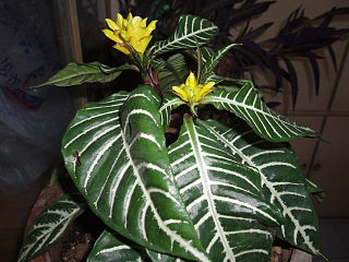 <i>Aphelandra</i> Species of plant